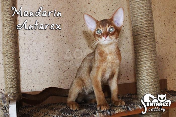 Огненный красавец Мандарин - абиссинское чудо!