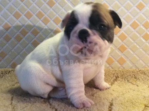 Французские генераторы большого счастья