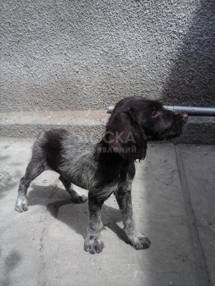 ЩЕНКИ ДРАТХААРА для охотников