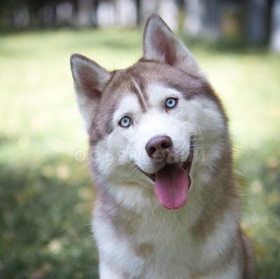 Щенки Сибирского Хаски, с родословной!