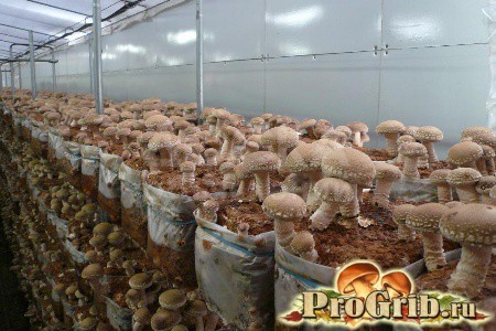 Обучение, бизнес курс "Грибоводство"