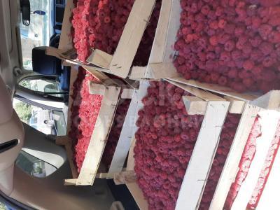 Продаю малину свежую с поля