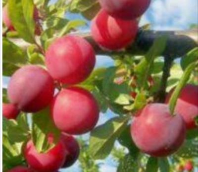 Саженцы!!! Саженцы!!!