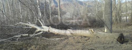 Продам дерево грецкого ореха 14 м.