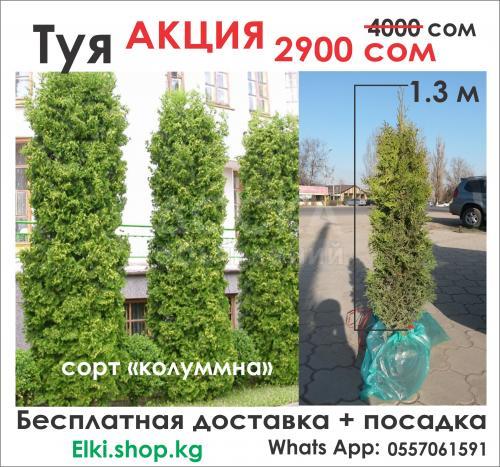 А К Ц И Я
Колоновидная Туя от Elki.shop.kg 
сорт "колумна" 2900 сом вместо 4000 сом
Рост 1,2м-1,3м 
Преимущества: 
1)морозостойкая 
2)рост 50 см в год 
3)Листки раскручиваются как розы +1 к красоте)
Доставка и посадка по г.Бишкек БЕСПЛАТНО 
ОСТАЛ