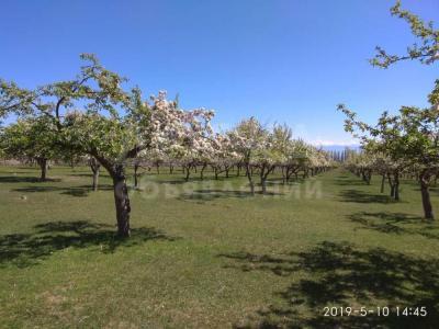 Продаю участок сельхоз назначения, 120 соток между Бостери и Хутор.