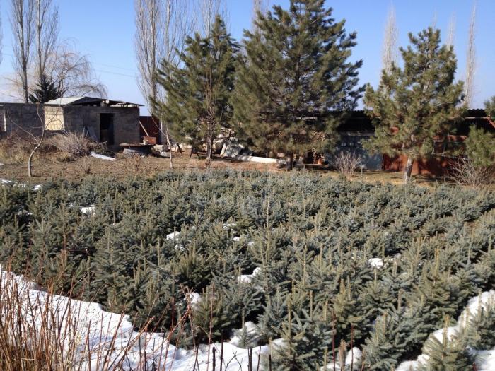 продаю голубые ели