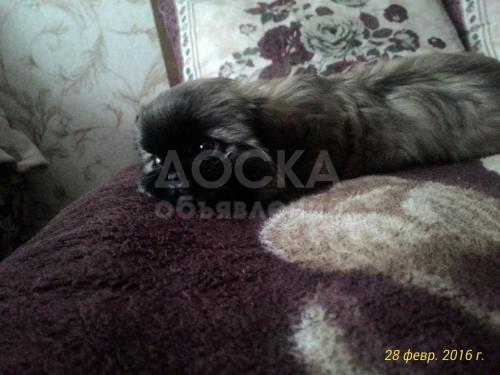 Щенки пекинеса