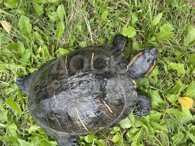 Продам красноухую черепаху. Аквариум в подарок.    Токтогула-Панфилова.
