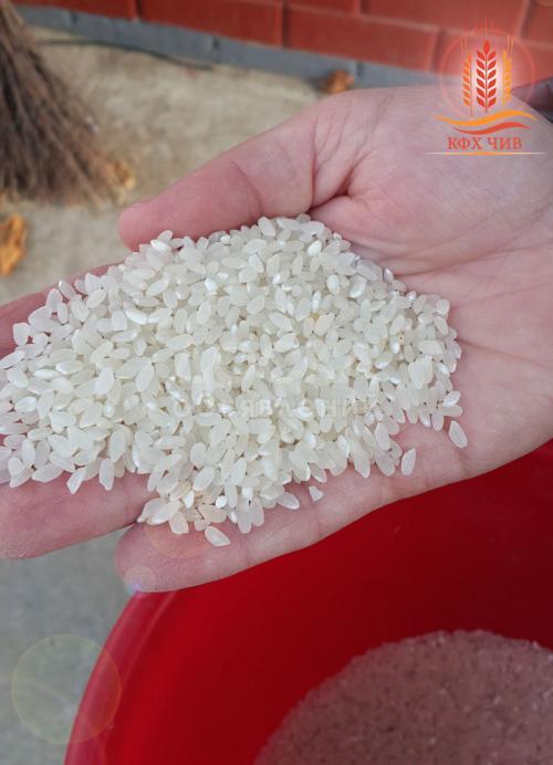 Рис Краснодарский