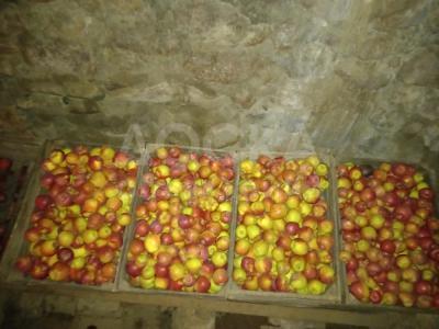 ПРОДАЮ ЯБЛОКИ (ПЕВОСХОД) ВЕС 300КГ ОПТОМ САМОВЫВОЗ. ЫССЫК КОЛ 0502 14 08 59