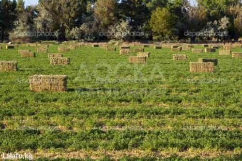 Продаю участок сельхоз назначения, 2 га Военно антоновка.