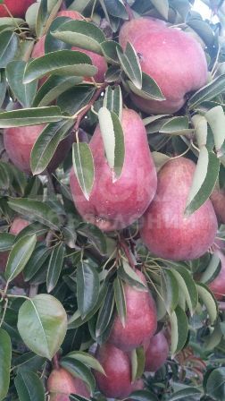 Груши из Испании