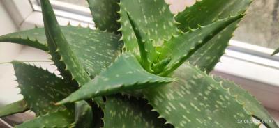 АЛОЭ ВЕРА 5И ЛЕТ НАСТОЯЩИЙ