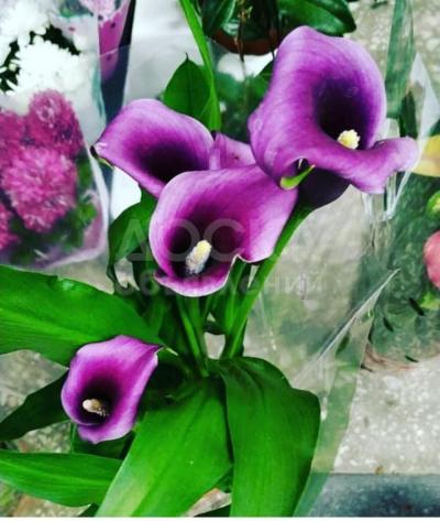 Комнатные цветы из Голландии.Оптово-разничная продажа