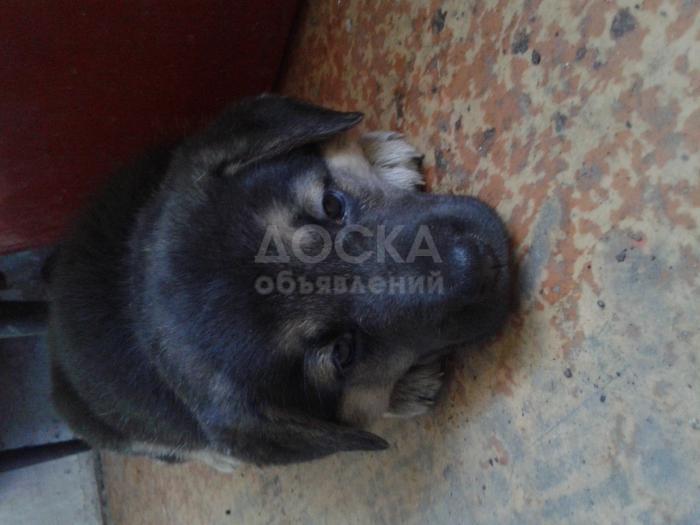 Продам кроликов белый великан и серый великан. Продам щенка овчарки