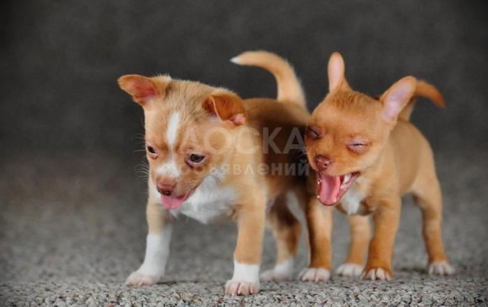 красивые щенки чихуахуа для принятия