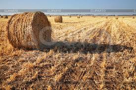 Продаю участок сельхоз назначения, 5 га продаю или меняю земельную долю 5 га,