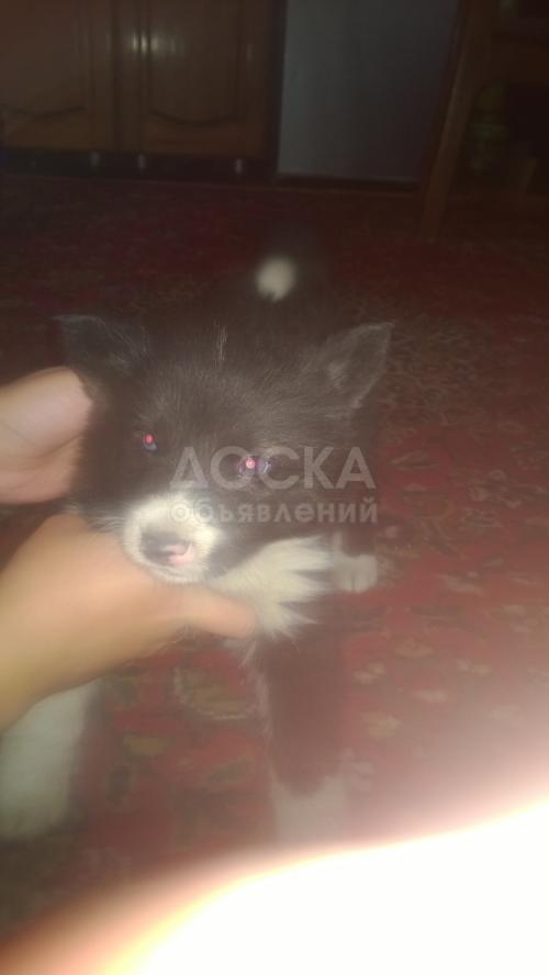 Продаю щенков Хаски