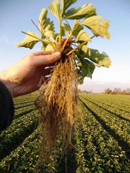 Рассада клубники по системе «Фриго». Оптом. Казахстан.