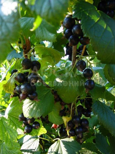 Продаю дом 3-ком., 49кв. м., этаж-1, 50 и более-сот., стена кирпич, Россия Тульская область .