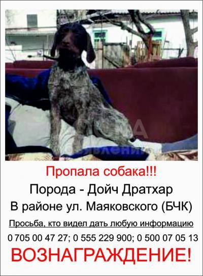 Пропала собака