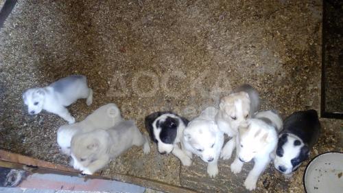 Продаю щенков среднеазиатской овчарки