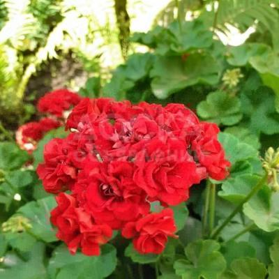 Молодые саженцы пеларгонии