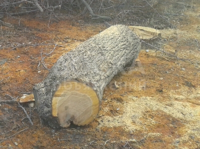 Продаю бревна урюка для комуза