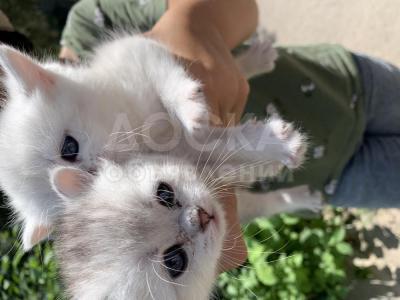 Продаю котят серебристой шиншиллы дата рождения 11.07.21. К лотку и когтеточки приучены  Бишкек Аламедин 3-17.