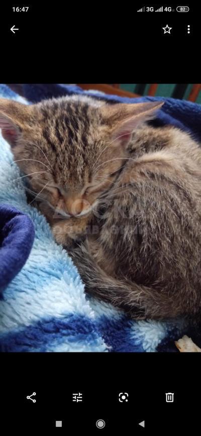 Отдам в добрые руки котенка девочку