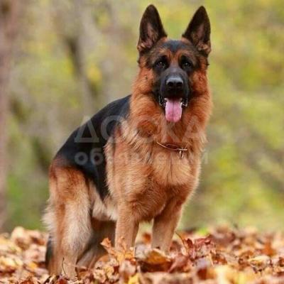 Щенки немецкой овчарки из питомника