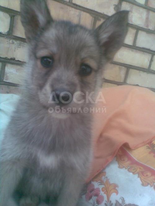 Щенки западно-сибирской лайки