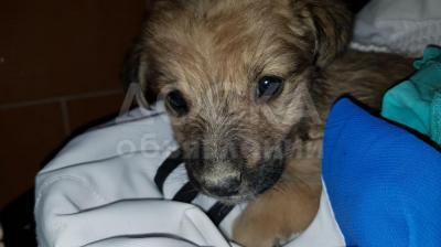 Отдам щенка.