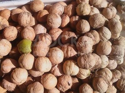 Продаю Грецкий орех крупный со своего сада!