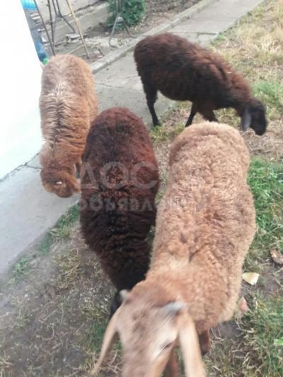 Козу сатылат