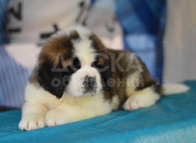 Продаю щенков Сенбернара