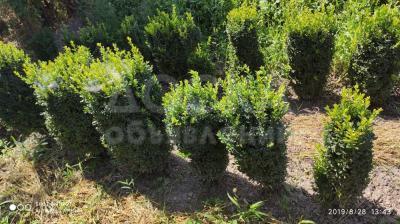 Самшит самшит самшит