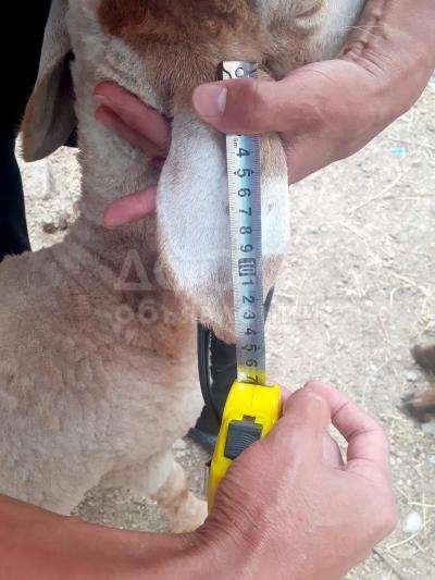 Продаётся 4 - х месячный кочкор - Арашан.