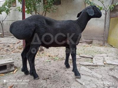 Продаю барана (самец) эдильбаевская порода,кастрирован 15000 с.