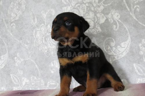 Щенки ротвейлера -выставки, охрана, спорт