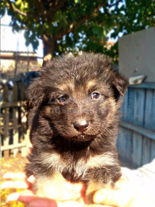 Щенки немецкой овчарки