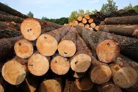 Курулуш материалына жарактуу кыркылган даяр теректер сатылат