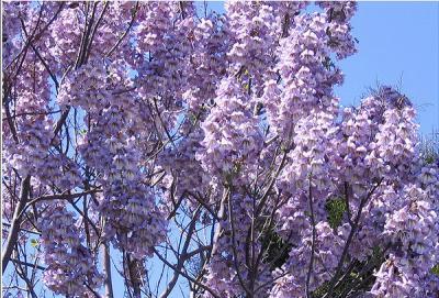 Павловния.СЕМЕНА.