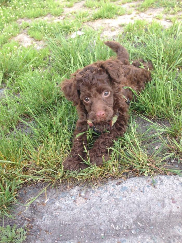 Продается собачка