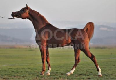 Dan D. Shareef - чистокровный арабский жеребец