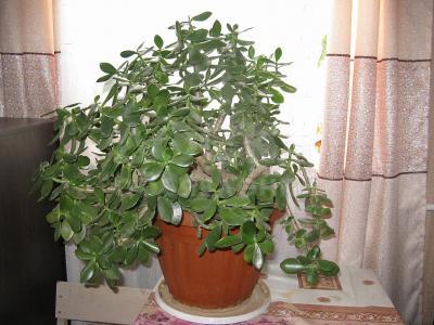 Продаются комнатные растения - разные.