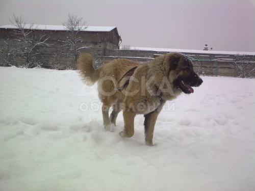 Куплю щенка кавказца!