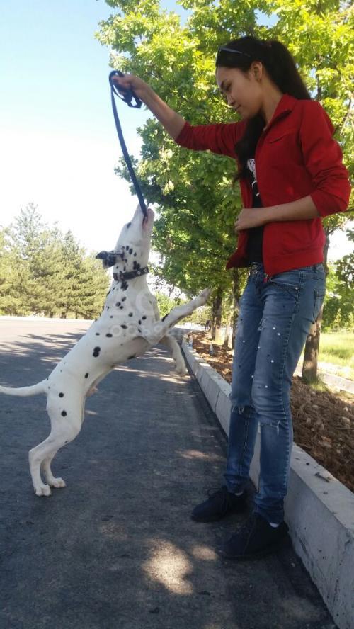 Чистокровный далматинец