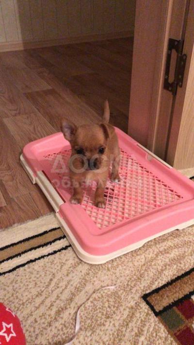 Продаю щенка чихуахуа